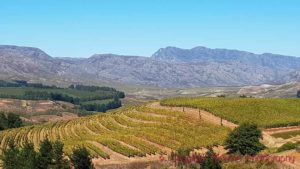Vineyards in the Elgin Valley, South Africa
