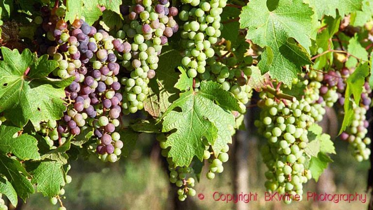 Veraison, colouring of the grapes in a vineyard in Bordeaux
