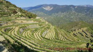 Vineyards in Cyprus at the Tsiakkas winery