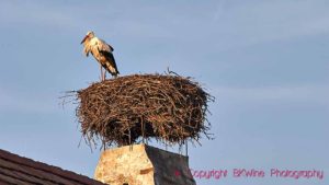 There are many storks around the Neusiedler See in Burgenland, Austria