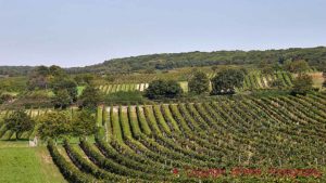 Vineyards in the area around Neusiedler See in Burgenland