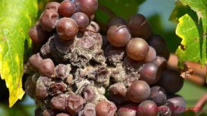 Grape bunch attacked by grey rot