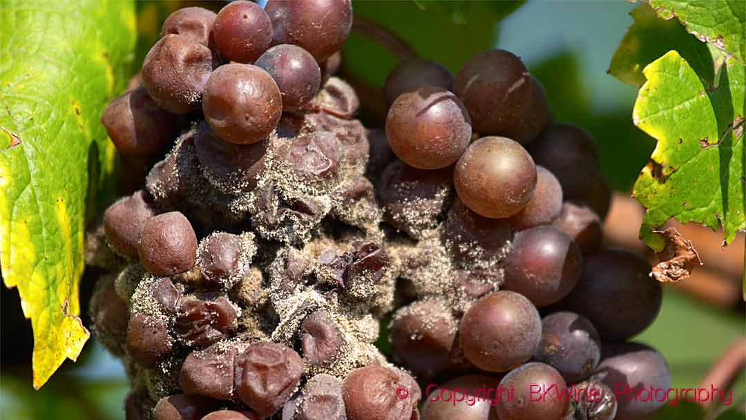 Grape bunch attacked by grey rot