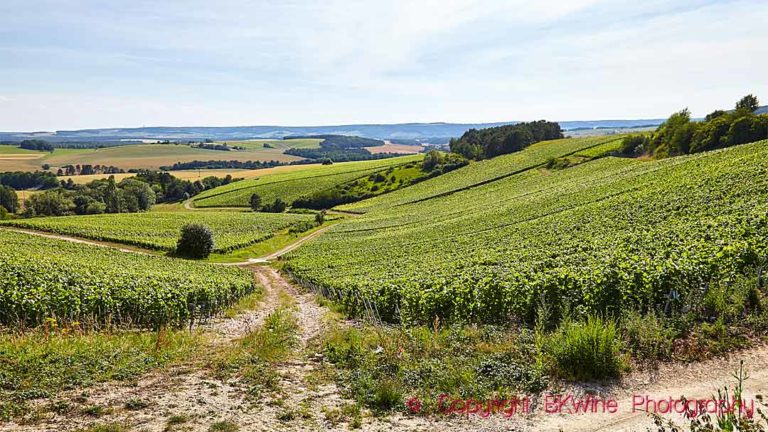 Vineyards on a slope in Cote des Bar, Aube, Champagne
