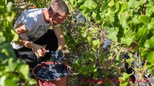 Harvesting pinot noir in Cote des Bar, Aube, Champagne