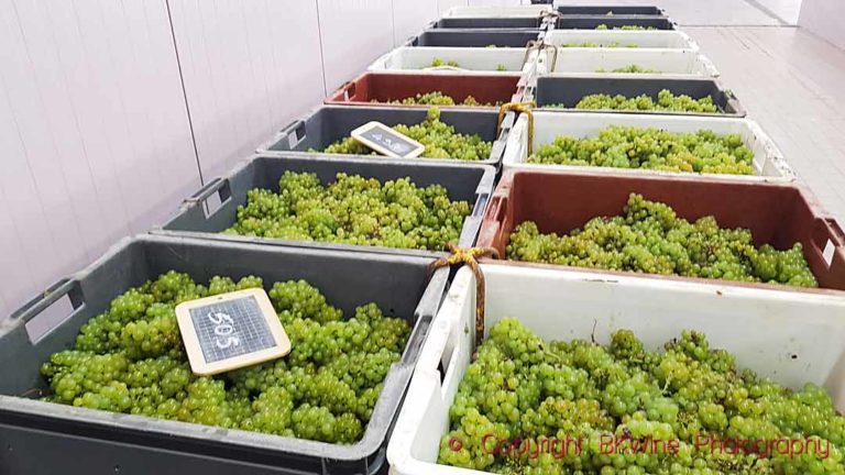 Chardonnay grapes just in from harvest in Champagne
