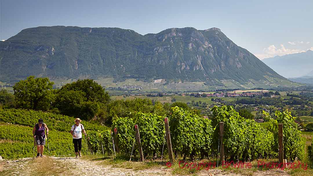 A walk in the vineyards, surrounded by mountains in Savoie