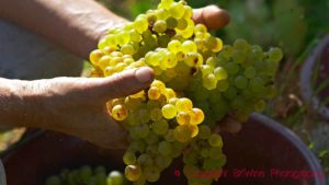 Hand-picked chenin blanc in Anjou in the Loire Valley