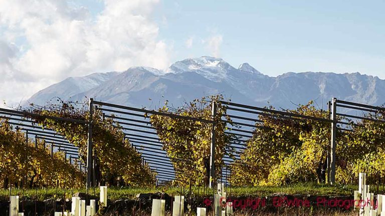 The foothills of the Alps and vineyards in the Erbaluce di Caluso region, Piedmont