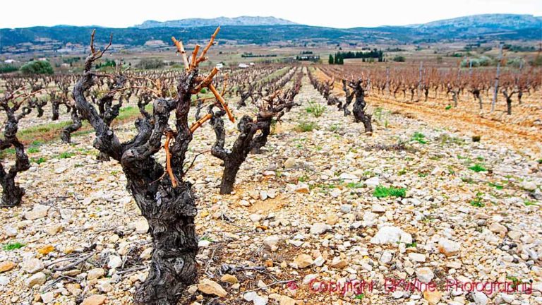 An old vine, probably grenache, in dry soil in Fitou in Languedoc