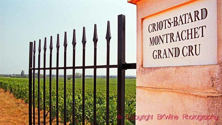 Criots-Batard Montrachet Grand Cru vineyards behind a gate in Burgundy