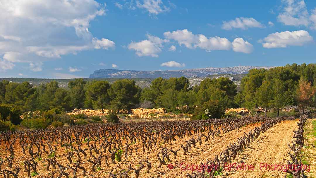 Landscape in Bandol with a view over a vineyard and the coastal cliffs