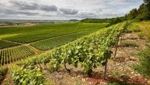 Steep chardonnay vineyards in Vertus, historically labelled "premier cru", in the Côte des Blancs, Champagne