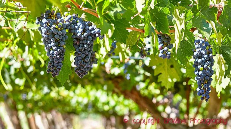 Almost ripe malbec grapes in a vineyard in Mendoza, Argentina
