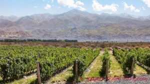 Landscape in Mendoza, Argentina, with vineyards and a view of the Andes Mountain Range