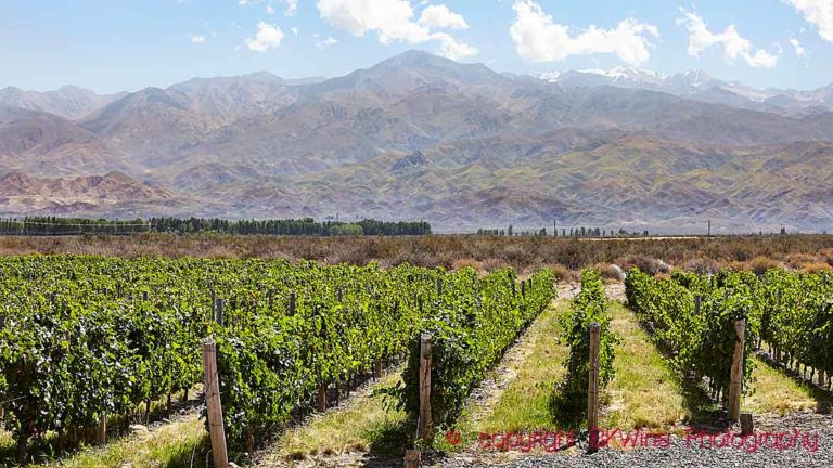 Landscape in Mendoza, Argentina, with vineyards and a view of the Andes Mountain Range