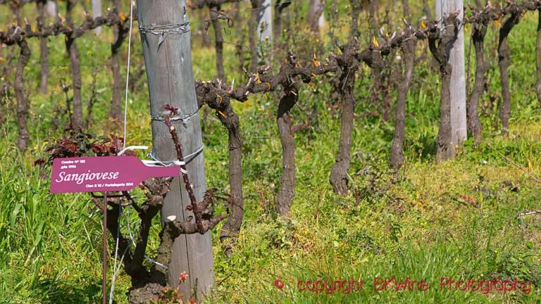 Sangiovese vines pruned for winter in cordon royat, Uruguay