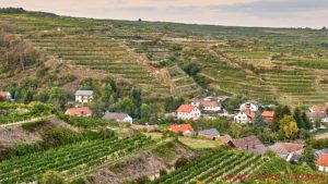 A small village in the Danube (Donau) Valley in Austria surrounded by vineyard hills on terrasses