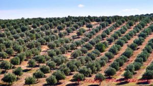 A big field of olive trees under the sun, at Herdade do Peso, Alentejo, Portugal