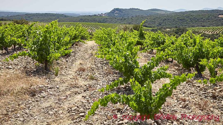 Vines in the vineyards at Domaine de l’Arbussele, Faugères, Languedoc