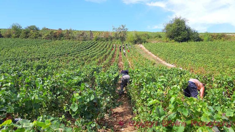 Harvesting chardonnay grapes in a vineyard in Champagne, Cote des Bar