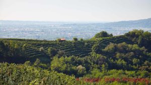 Vineyard landscape in Conegliano-Valdobbiadene (Prosecco) in Veneto