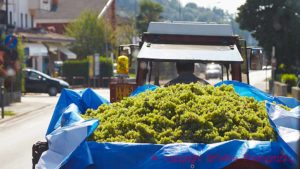 Glera / prosecco grapes brought to the winery after harvest in Veneto