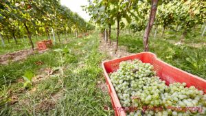 Glera / prosecco grapes harvested in the vineyard in Conegliano-Valdobbiadene in Veneto