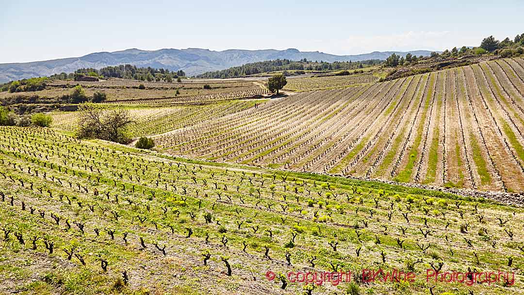 Spring in the vineyards in Roussillon