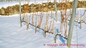 Vines in winter snow in Tokaj