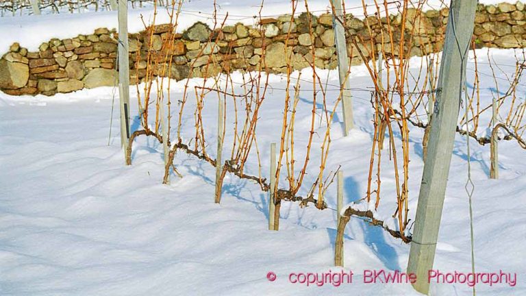 Vines in winter snow in Tokaj