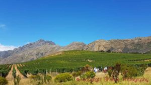 Vineyards and mountains in the Banghoek Valley, Stellenbosch