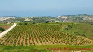 The vineyards at Vasilikon Winery in Cyprus
