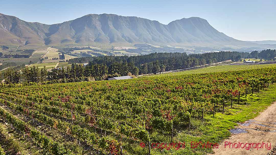 Vineyards in Hemel en Aarde in Walker Bay in South Africa