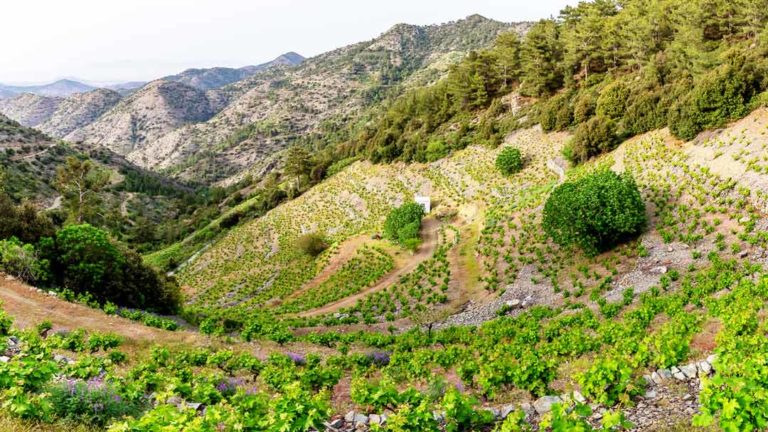 Steep vineyards at Vinea Ardua, Santa Irene, Cyprus