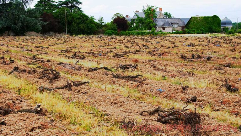 Vineyard with dead pulled-up vines for replanting, Loire