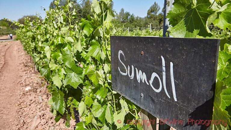 The sumoll grape is an unusual variety indigenous to Catalonia
