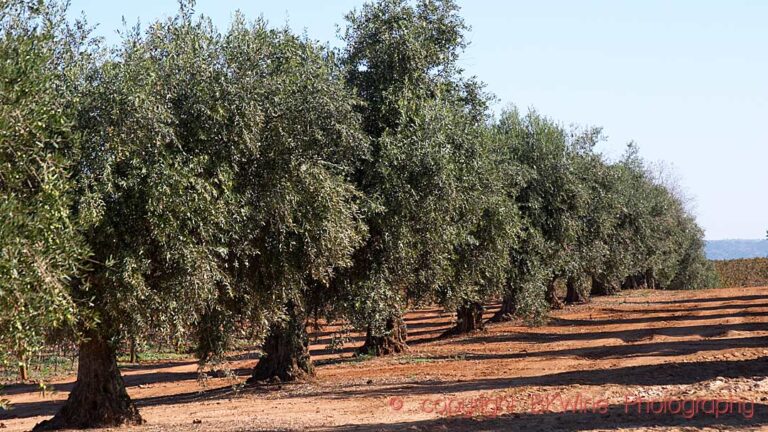 An olive grove with old trees