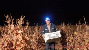 Harvest at night in Colchagua, Chile