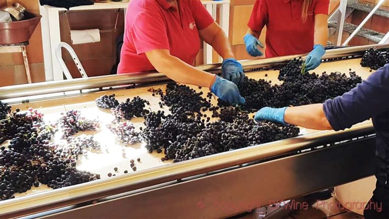 Grape sorting at Chateau Phelan Segur, Saint Estephe, Bordeaux