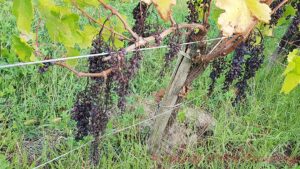Grapes badly affected by mildiou in a vineyard in Bordeaux at harvest time