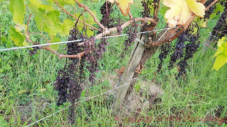 Grapes badly affected by mildiou in a vineyard in Bordeaux at harvest time