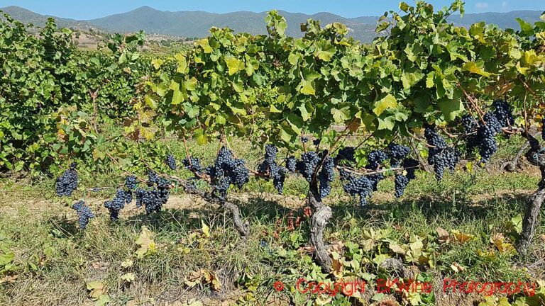 Vranec/vranac grapes on a vine in North Macedonia ready for harvest