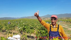 Harvest worker seeming happy with the vintage, North Macedonia
