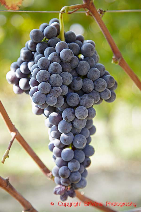 A bunch of ripe nebbiolo grapes in Piedmont, Italy