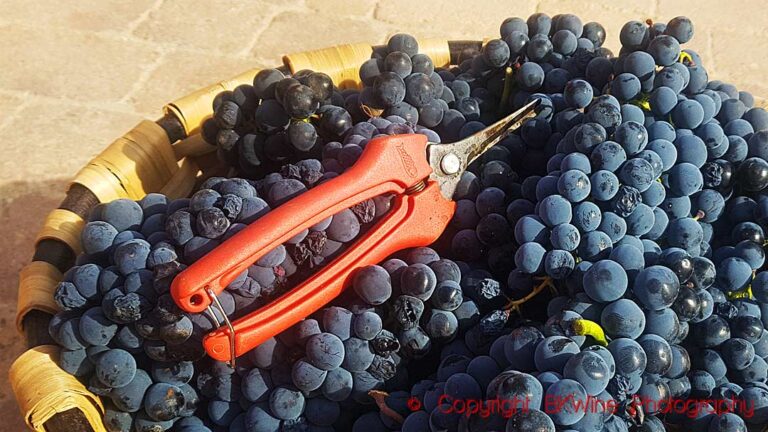 Just harvested tempranillo grapes and secateurs, Ribera del Duero, Spain