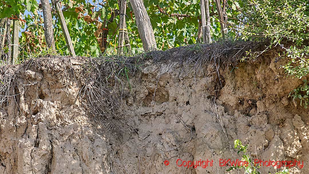 A cross-section of the soil, loess soil, in a vineyards in Austria
