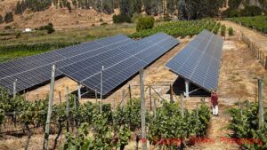 Solar panels in the vineyards at Casa Marin in Chile (photo from our book "Framtidens vin")