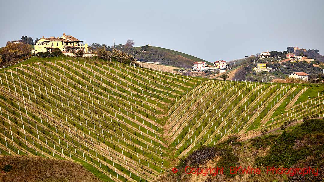 Vineyard landscape in Le Marche, Italy