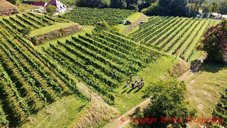Vineyards and a group of visiting wine-lovers at Vitikultur Moser, Kremstal, Austria